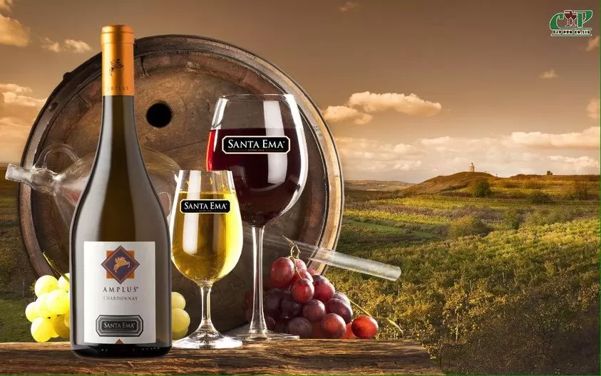 CHIA SẺ KIẾN THỨC RƯỢU VANG CHO NGƯỜI MỚI BẮT ĐẦU - PHẦN 2