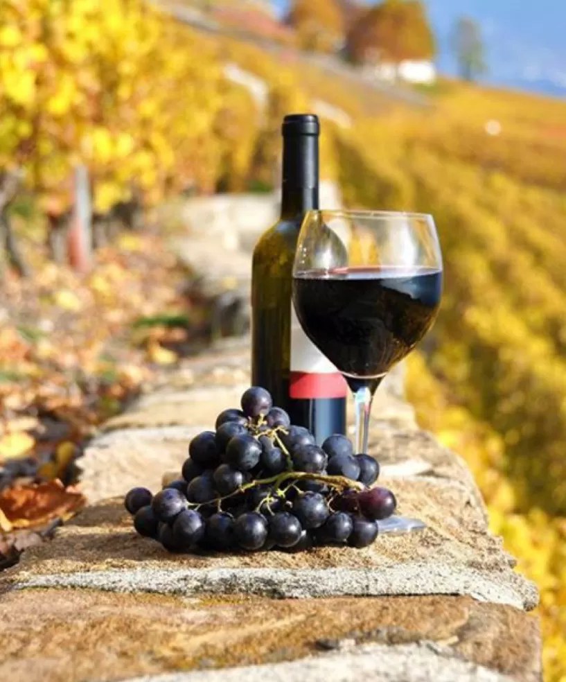 Quy trình sản xuất rượu vang: Từ vườn nho đến ly rượu của bạn trong 6 bước